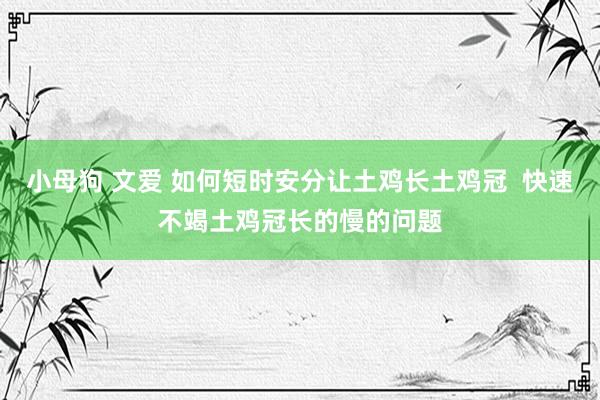 小母狗 文爱 如何短时安分让土鸡长土鸡冠  快速不竭土鸡冠长的慢的问题